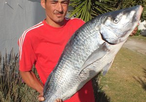 Hawemuur se 14.3kg Steenbras